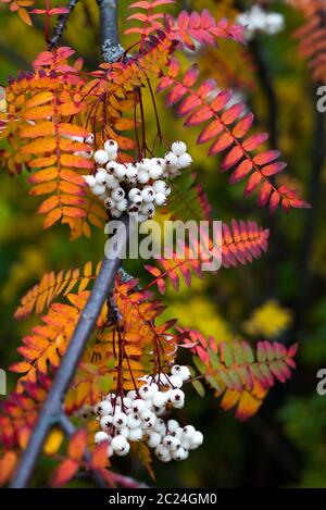 Close up of vibrant orange autumn leaves from Koehne mountain ash, White Fruited Chinese Rowan, Sorbus koehneana, with many white berries. Stock Photo