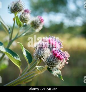 Flowers of a burdock (Arctium tomentosum) on a meadow in summer Stock Photo