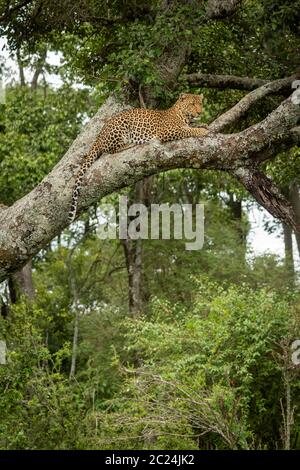 Leopard lies on lichen-covered tree looking down Stock Photo