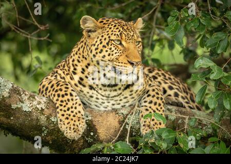 Leopard lies on lichen-covered branch staring right Stock Photo