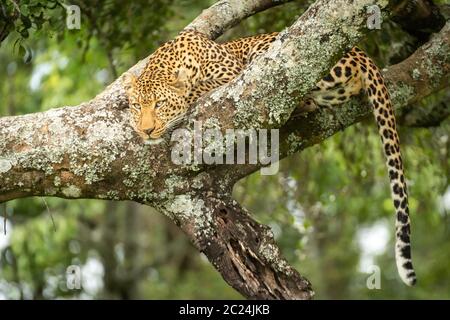 Leopard lies resting head on lichen-covered branch Stock Photo
