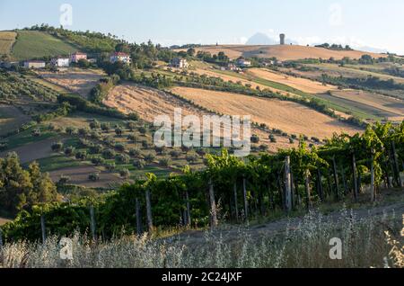 Panoramic view of olive groves, vineyards and farms on rolling hills of Abruzzo. Italy Stock Photo