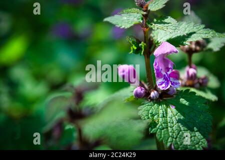 Close-up photo of Ground-ivy flower on a green background taken in Austrian Alps Stock Photo