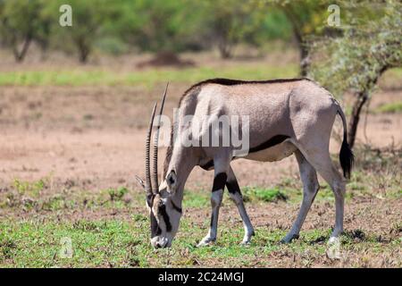 East African oryx, Oryx beisa or Beisa, in the Awash National Park in Ethiopia. Stock Photo