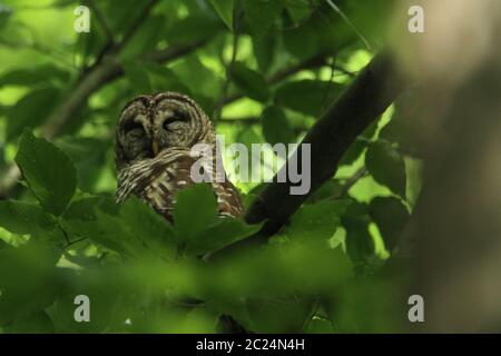 This sleeping barred owl was just well sleeping on her perch near her nest. Stock Photo