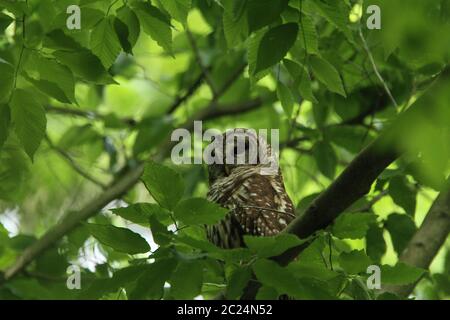 This sleeping barred owl was just well sleeping on her perch near her nest. Stock Photo
