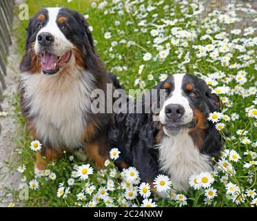 happy meadows mountain dogs