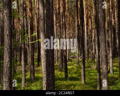 Beautiful landscape of pine forest in sunny day. Nature Wallpaper. The tall trees of the pine trees growing in the old forest. Stock Photo