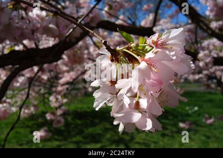 Japanese Cherry Blossom Stock Photo