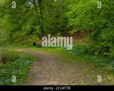 A path in the forest. Early spring, trees with fresh leaves on the trees. Poland Stock Photo