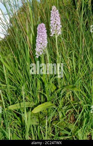 Common Spotted Orchid - Dactylorhiza fuchsii  Two plants in long grass in woodland ride Stock Photo