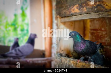 Different types pigeons in coop in Turkey Stock Photo