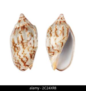 Whelk shells isolated on white with clipping path Stock Photo