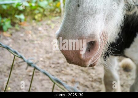 Front view close up of isolated horse nose, nostrils, mouth outdoors by barbed wire enclosure. Idiom, expression: straight from the horse's mouth. Stock Photo