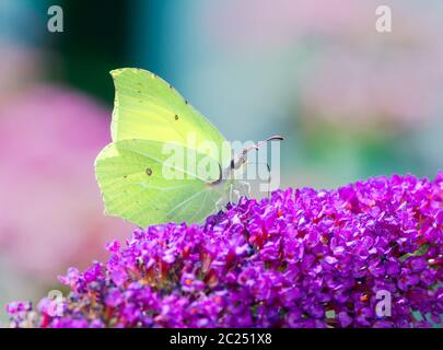 Brimstone butterfly on the blossoms of a buddleia bush Stock Photo