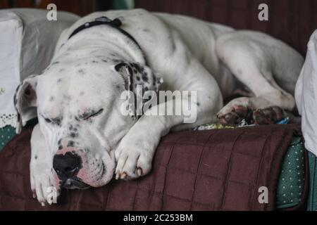 Sleepy American Bulldog Stock Photo