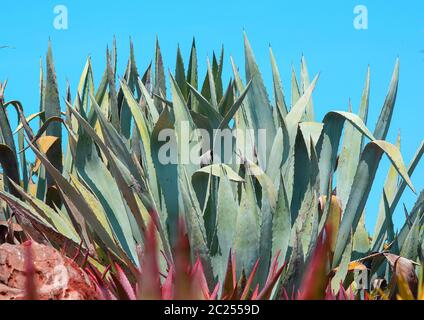 Succulent agave and aloe vera plants Stock Photo