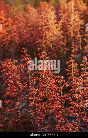 Abstract red small flowers plant background in sunset back light. Soft Selective focus. Vertical card. Light tender summer layout. Stock Photo
