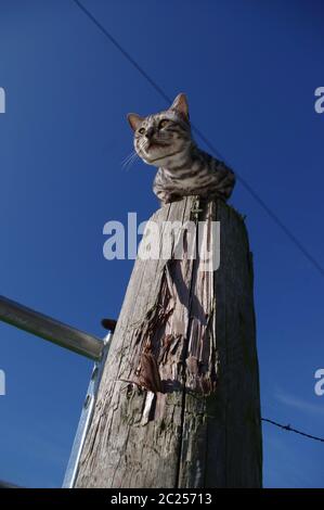 Bengal cat sat on gatepost Stock Photo