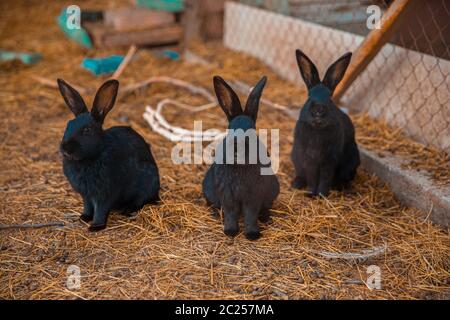 Black domestic rabbits in the farmland in autumn Stock Photo