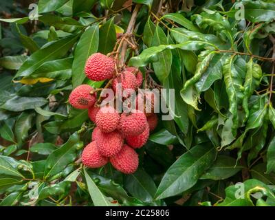 Mature Lychee fruits on tree ready to picking Stock Photo