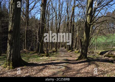 Spring in the forest on sohland in saxon Stock Photo
