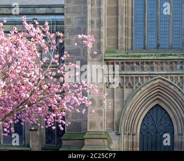 a cherry tree with pink blossom in front of the facade of leeds minster showing the front door and windows Stock Photo