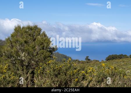 Broom (Genista maderensis) and tree heather (Erica arborea) Stock Photo