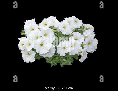 White petunia flowers isolated Stock Photo