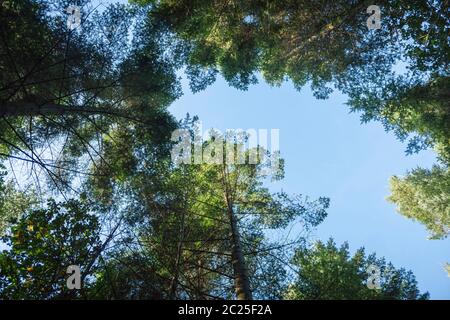 Vertical view looking up into the treetops in a german coniferous forest in spring in front of blue sky. Stock Photo