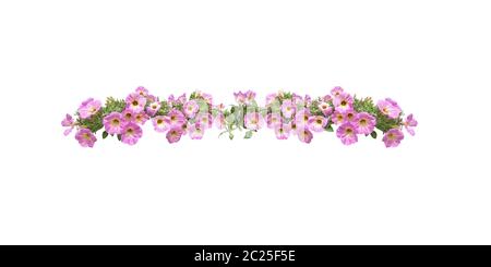 Pink petunia flowers string margin element isolated Stock Photo