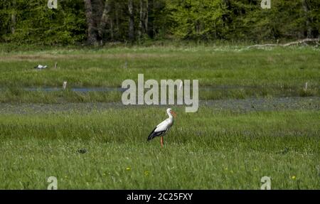 White stork on a meadow (Ciconia ciconia) Stock Photo