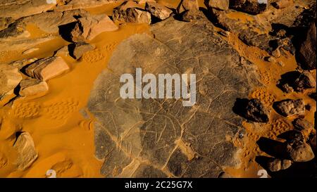 Cow - Cave paintings and petroglyphs at TamezguidaAlgeria Stock Photo