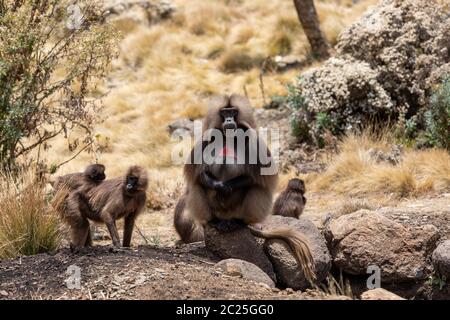 family group of endemic animal Gelada monkey on rock, with mountain view. Theropithecus gelada, in Ethiopian natural habitat Simien Mountains, Africa Stock Photo