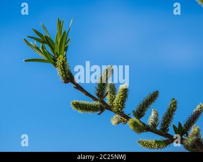 Fresh spring leaves and catkins on the branch of a willow tree with a clear blue sky background Stock Photo