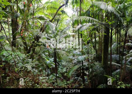Background of green rainforest plants in Brazil Stock Photo