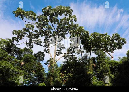 Tropical plants and trees against blue cloudy sky on Jaragua Peak, Brazil Stock Photo