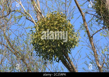 Viscum album growing in the crown of a Populus species Stock Photo