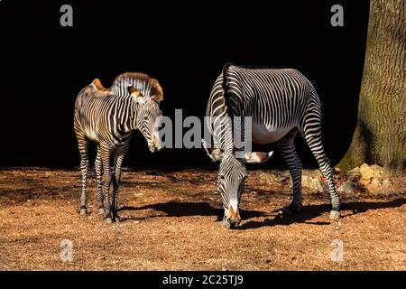 Zebra cub is standing in the sun with here mum. Stock Photo