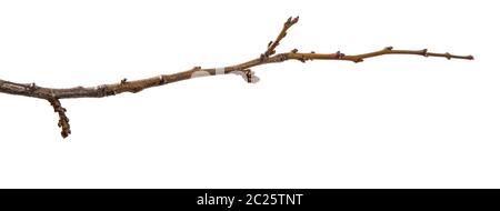 dry apricot tree branch. isolated on white Stock Photo