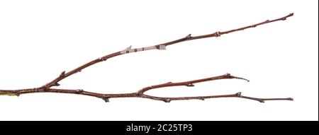 dry apricot tree branch. isolated on white Stock Photo