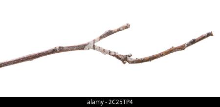 dry branch of a walnut tree. isolated on white Stock Photo