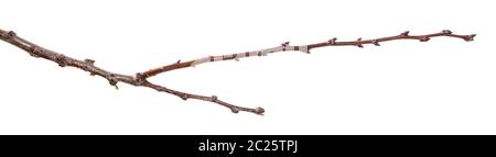 dry apricot tree branch. isolated on white Stock Photo