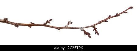 dry apricot tree branch. isolated on white Stock Photo