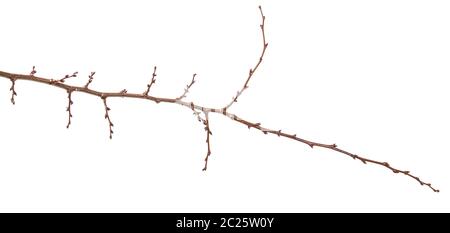 dry apricot tree branch. isolated on white Stock Photo