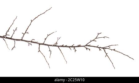 dry apricot tree branch. isolated on white Stock Photo