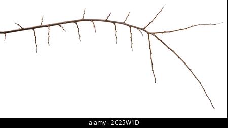 dry apricot tree branch. isolated on white Stock Photo