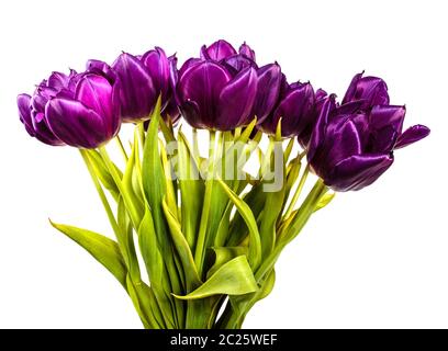 bouquet of beautiful purple tulips. isolated on white Stock Photo