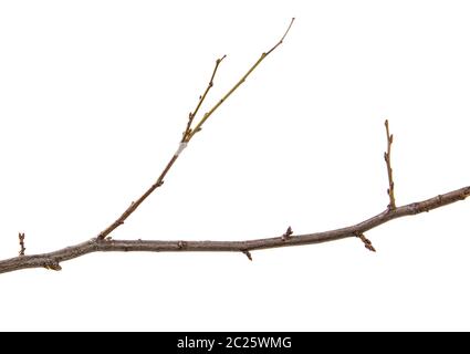 dry branch of the plum tree. isolated on white Stock Photo