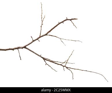 dry branch of the plum tree. isolated on white Stock Photo
